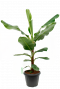 Musa Bananenplant kamerplant