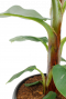 Musa Bananenplant stam