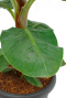 Musa Bananenplant webshop