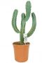 Myrtillocactus geometrizans cactus