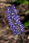 Nepeta nervosa blue moon