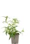 Nepeta nervosa blue moon pot9