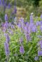 Nepeta nervosa blue moon tuinplant