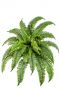 Nephrolepis boston varen kunstplant 1