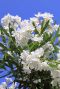 Nerium oleander tuinplant