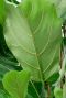 Nerven groen blad ficus 1