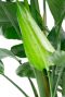 Nieuw blad van de paradijsvogelbloem kamerplant 