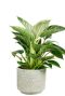 Noah-pot-cement-grijs-plant-6cm