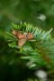 Nordmann-kerstboom-closeup 3