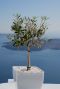 Olea europaea p14 tuinplant