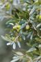 Olea europaea p24 tuinplant