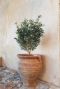 Olea europaea p28 tuinplant