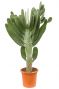 Opuntia consolea cactus 1