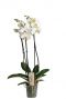 Orchidee phalaenopsis wit