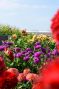 Dahlia Purper Mix 