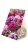 Dahlia Purper Mix 