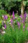 Liatris Purple & White Mix