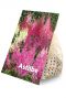 Astilbe Mix