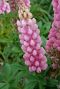Lupinus Russell Dwarf Mix
