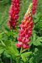 Lupinus Russell Dwarf Mix