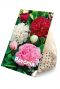 Paeonia Mix