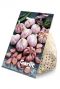 Garlic pink