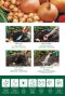 Onion Stuttgarter Riesen
