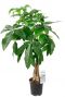 Pachira aquatica kamerplant 1
