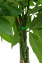 Pachira groen langwerpig blad