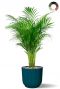 Palm in trendy bloempot