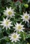 Passiflora caerulea constance elliot tuinplant