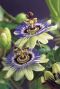 Passiflora caerulea tuinplant