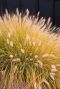 Pennisetum alopecuroides hameln tuinplant