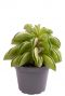 Peperomia fire sparks