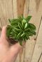 Peperomia fire sparks plant