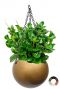 Peperomia in hangpot baq