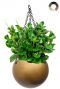Peperomia in hangpot baq 1