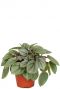 Peperomia milano plant 1