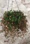 Peperomia pepperspot interieur plant
