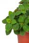 Peperomia verticillata red plantje