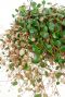 Pepperspot hangplant ronde bladeren