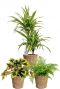 Planten in gevlochten mand