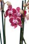 Phalaenopsis Asian Pearl - 4 tak