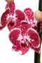 Phalaenopsis Asian Pearl - 4 tak
