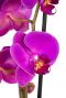 Phalaenopsis-3tak-paars-tak