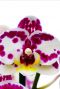 Phalaenopsis Kiss - 4 tak