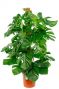 Philodendron-monstera-pertusum-24