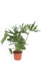 Philodendron bipinnatifidum cum laude