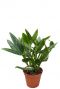 Philodendron cobra kamerplant 1