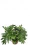 Philodendron cum laude kamerplant 1